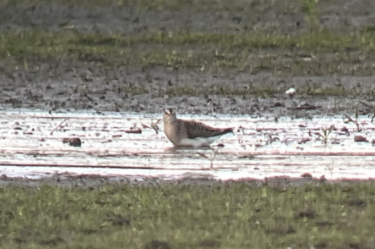 Graubrust-Strandläufer - ML642833114