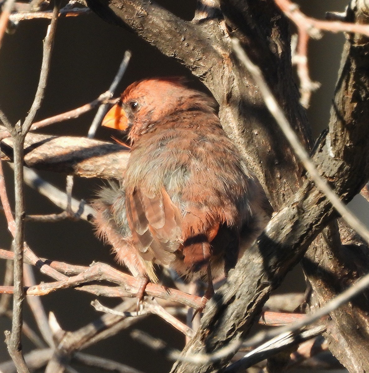 Northern Cardinal - ML642833115