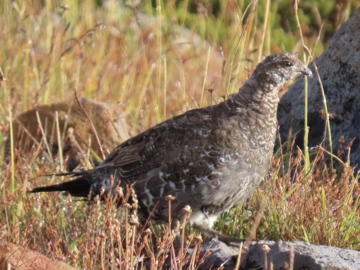 Sooty Grouse - ML642833122