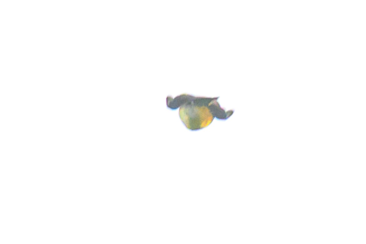 Western Kingbird - ML642833134