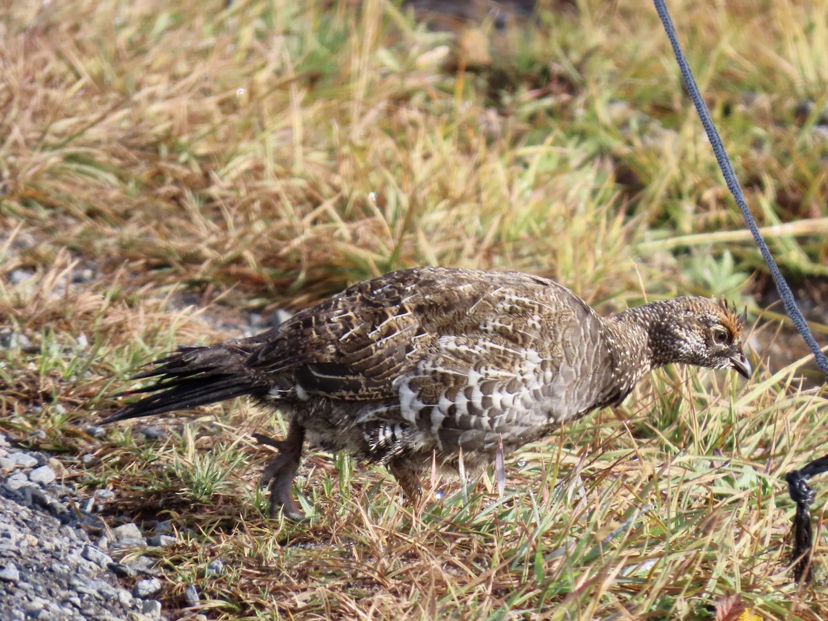 Sooty Grouse - ML642833135