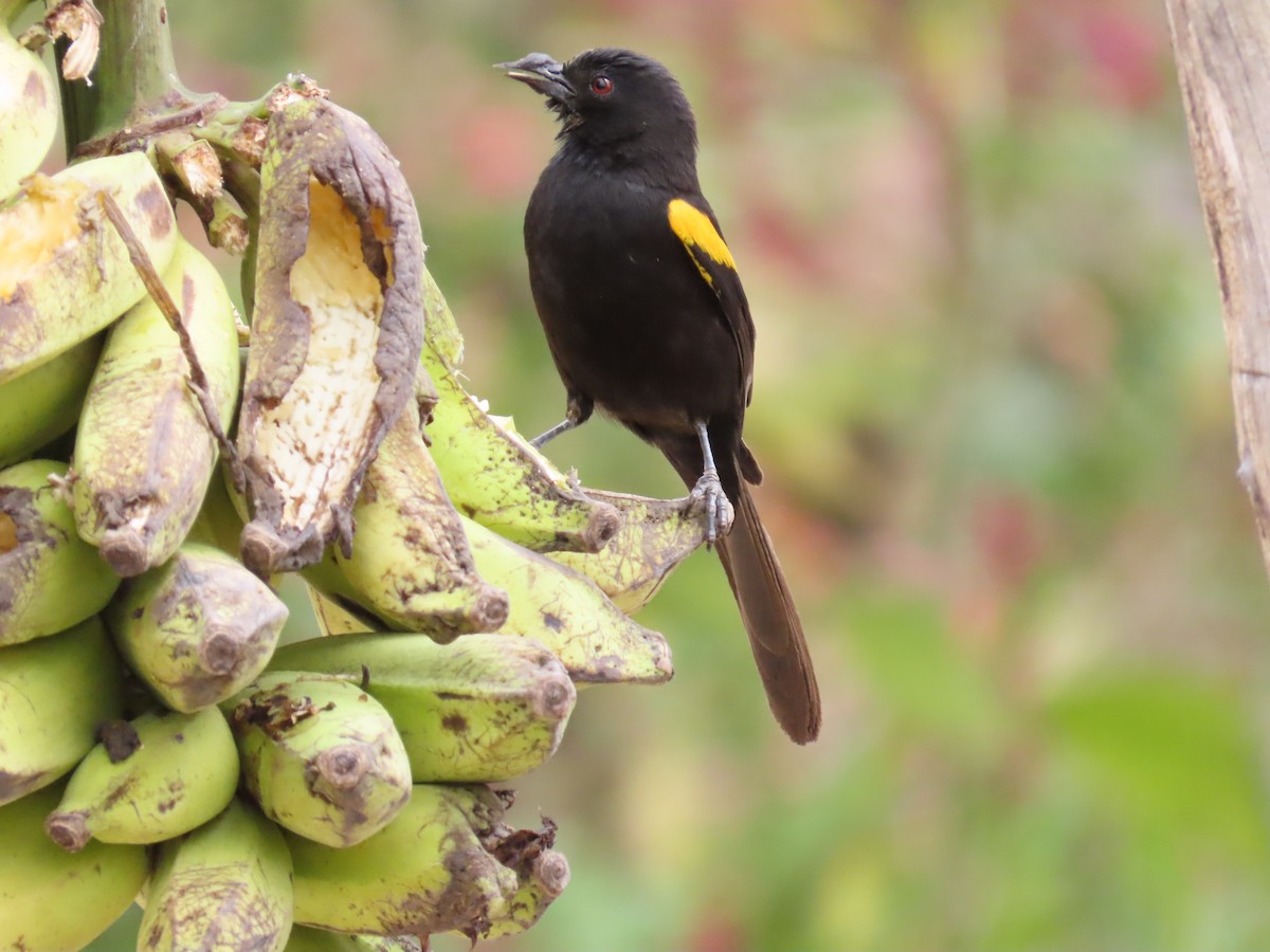 Variable Oriole - ML642833142