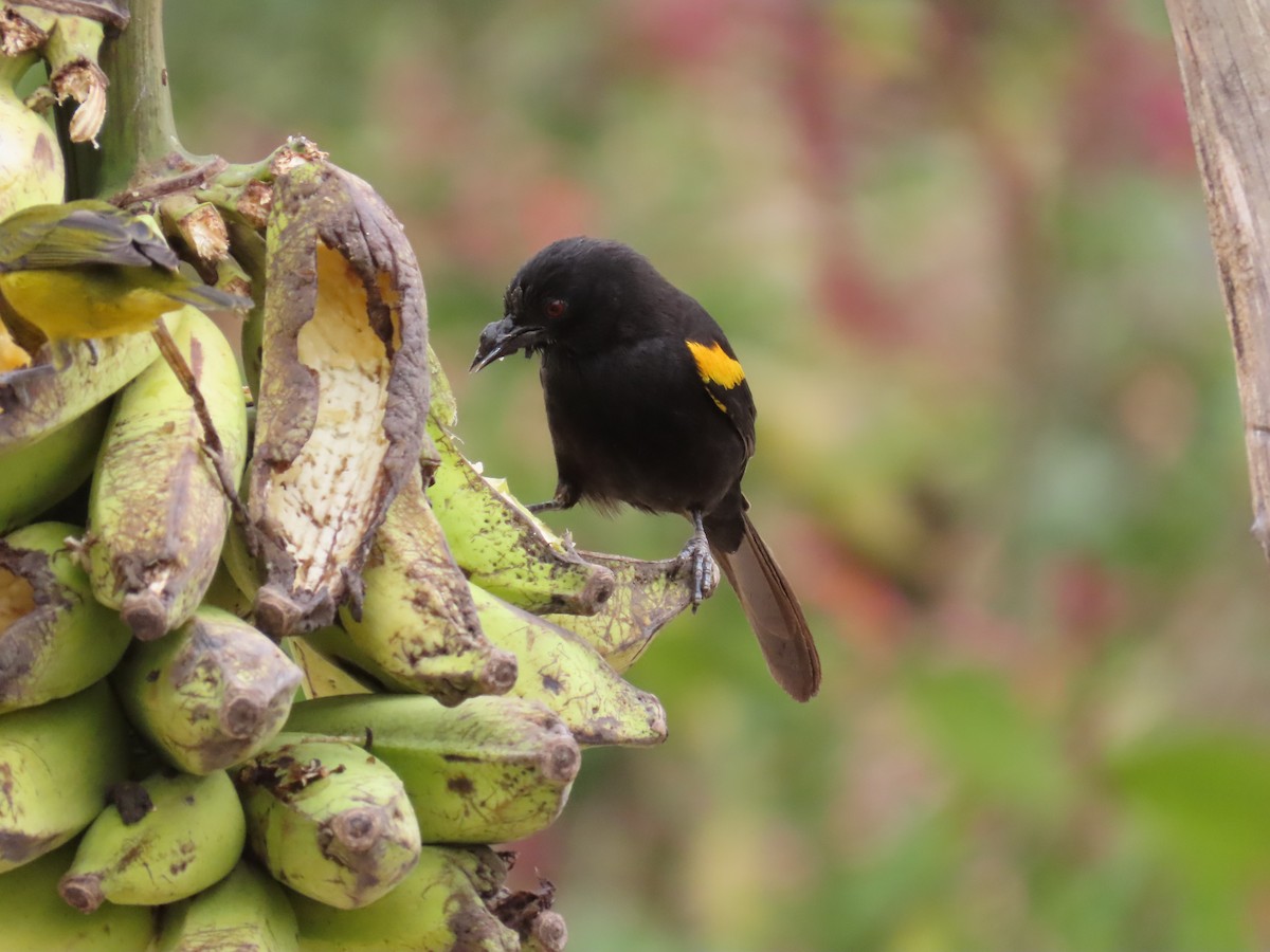Variable Oriole - ML642833143