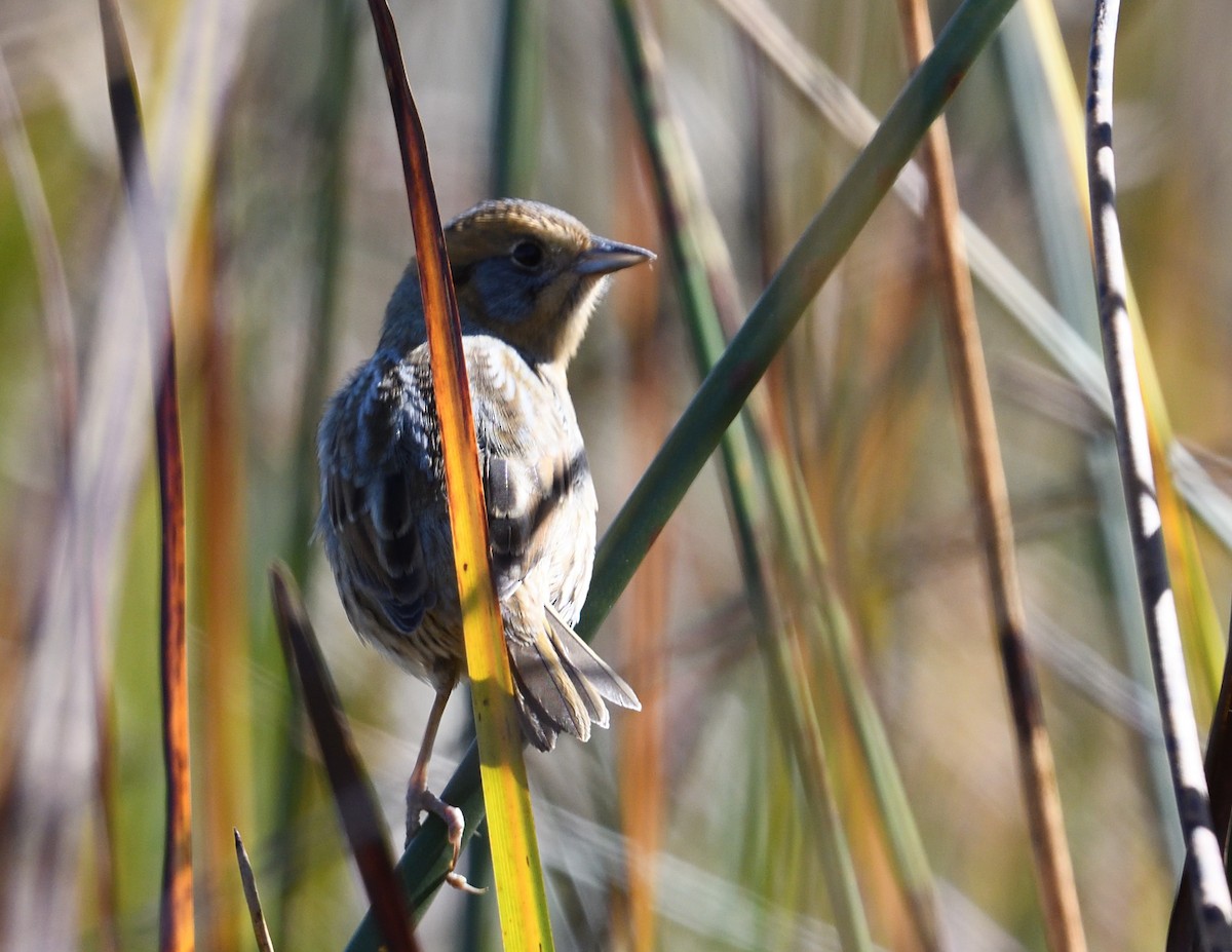 Nelson's Sparrow - ML642833145