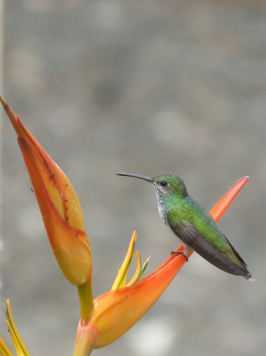 Mangrove Hummingbird - ML642833160