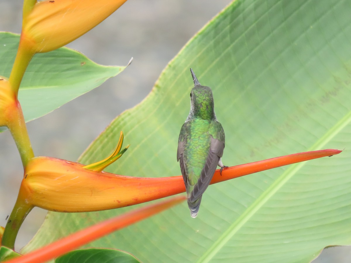 Mangrove Hummingbird - ML642833161