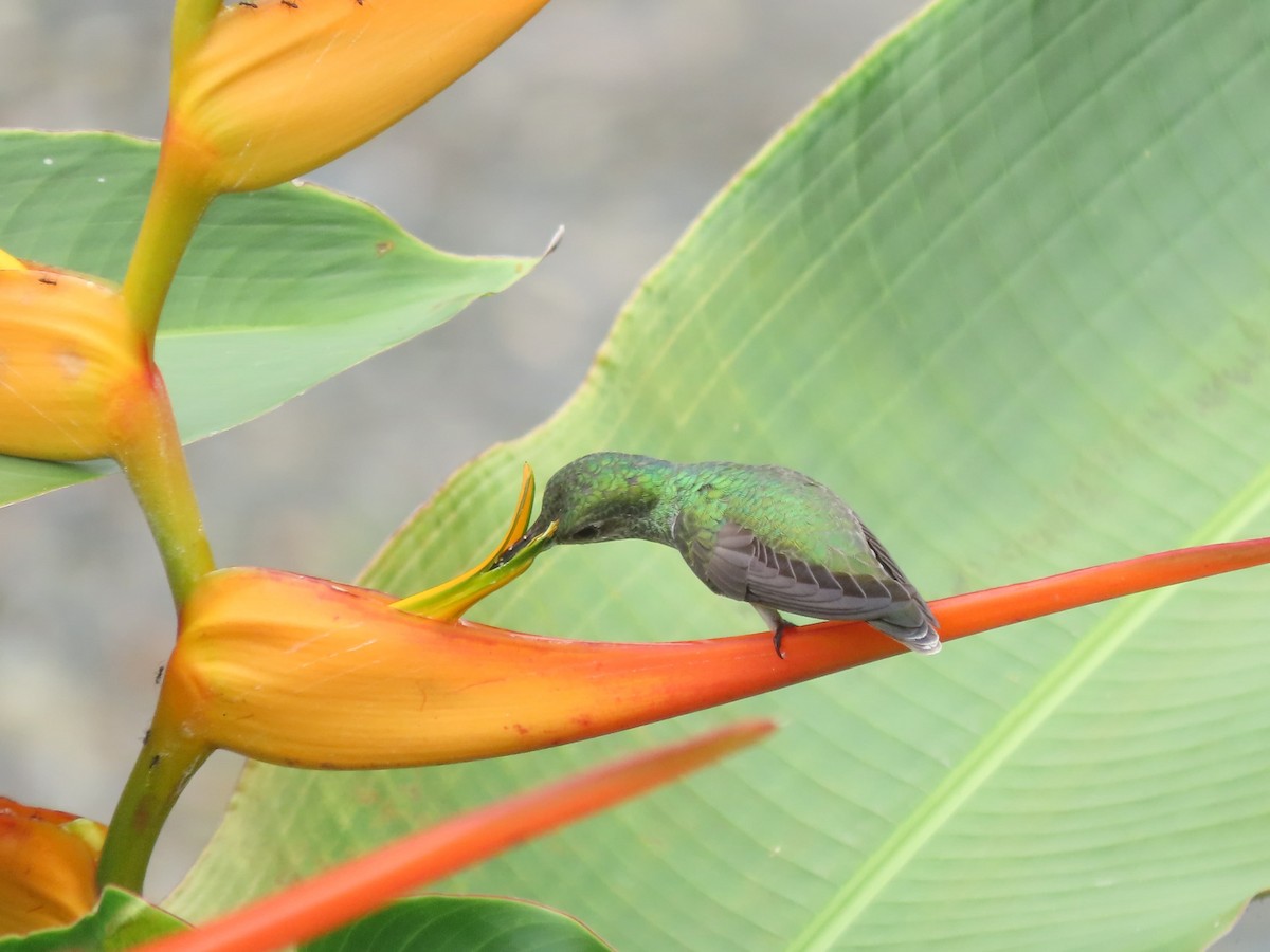 Mangrove Hummingbird - ML642833162