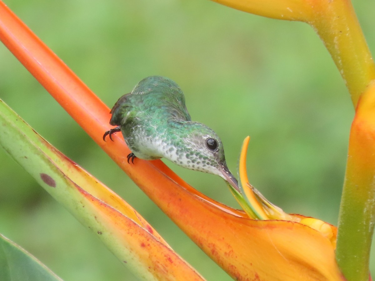 Mangrove Hummingbird - ML642833163
