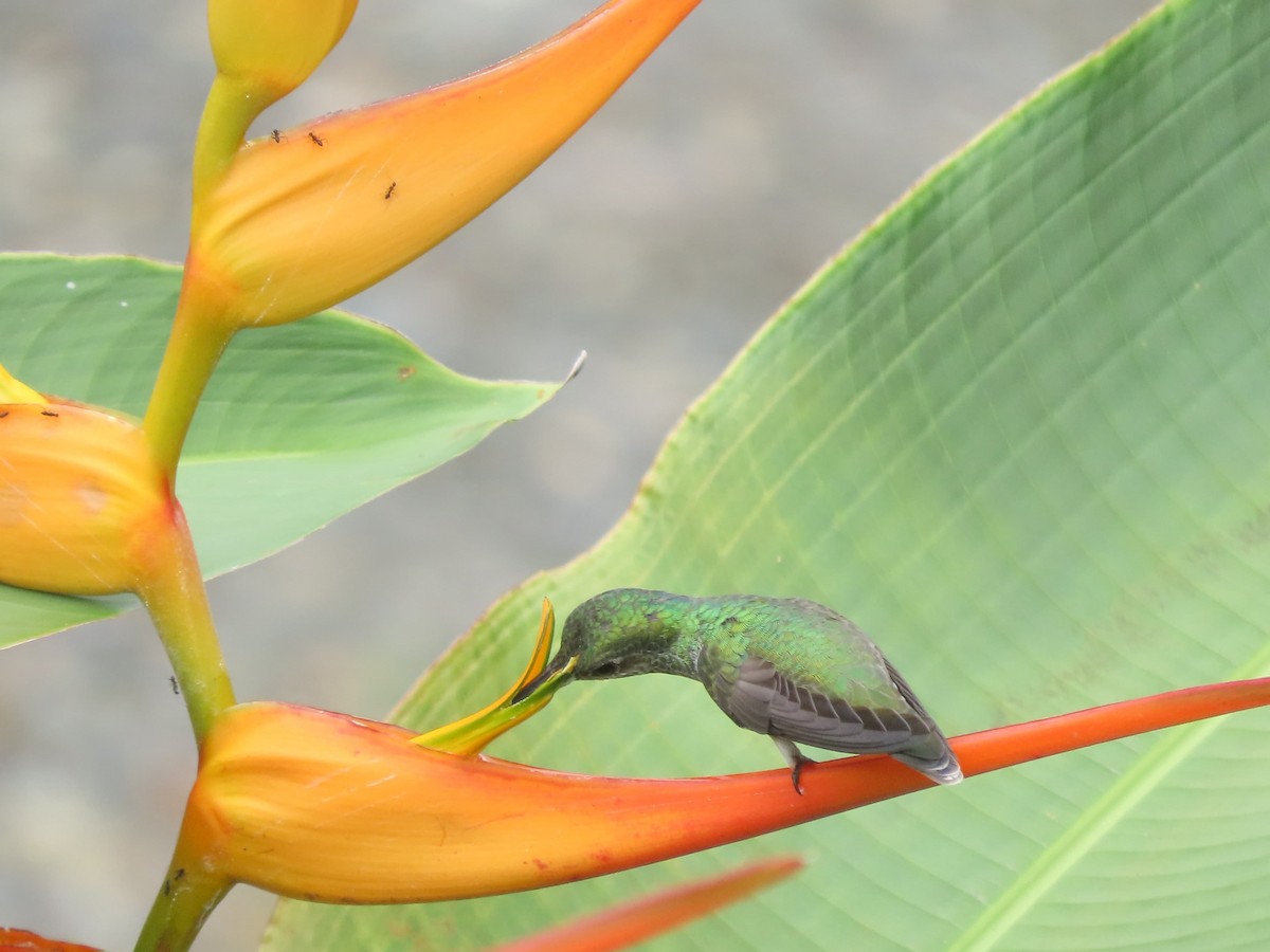 Mangrove Hummingbird - ML642833164