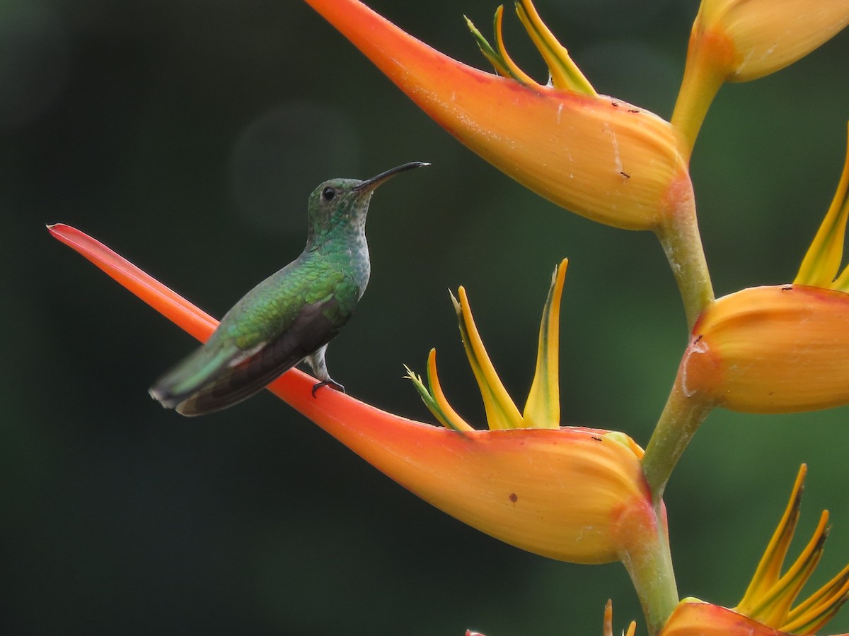 Mangrove Hummingbird - ML642833165