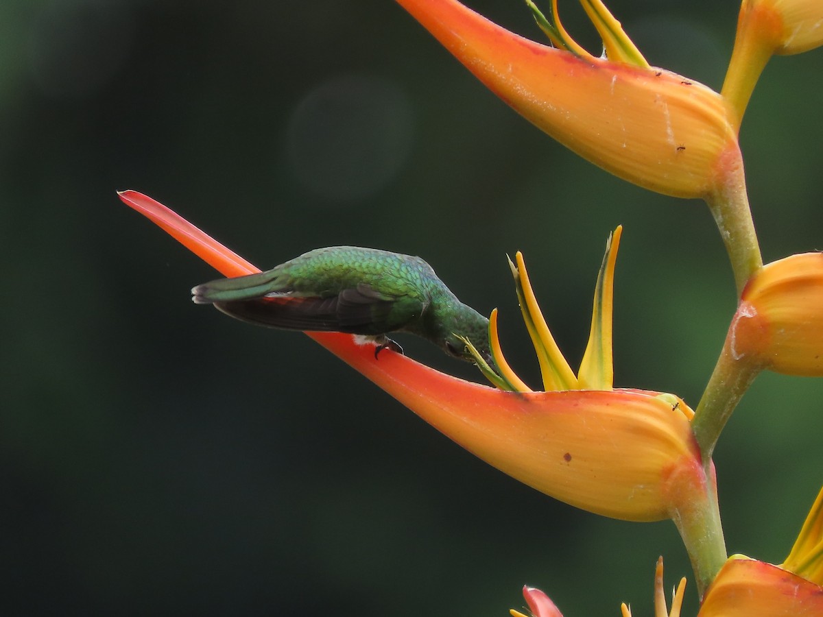 Mangrove Hummingbird - ML642833166