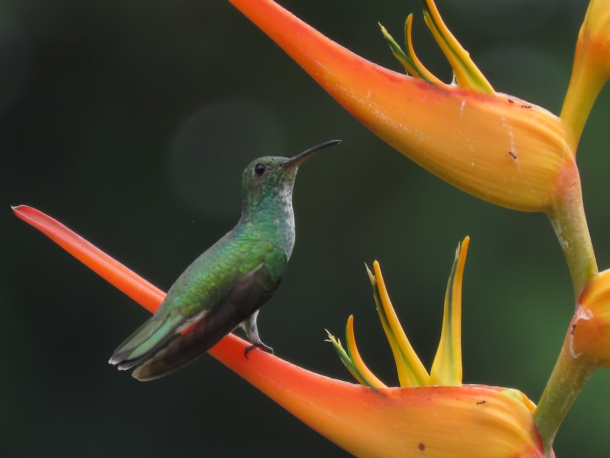 Mangrove Hummingbird - ML642833168