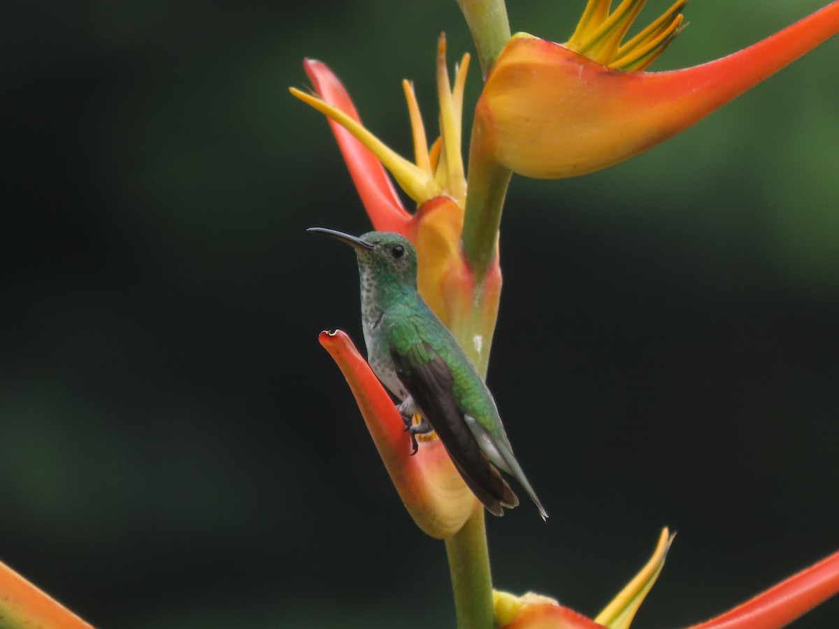 Mangrove Hummingbird - ML642833169