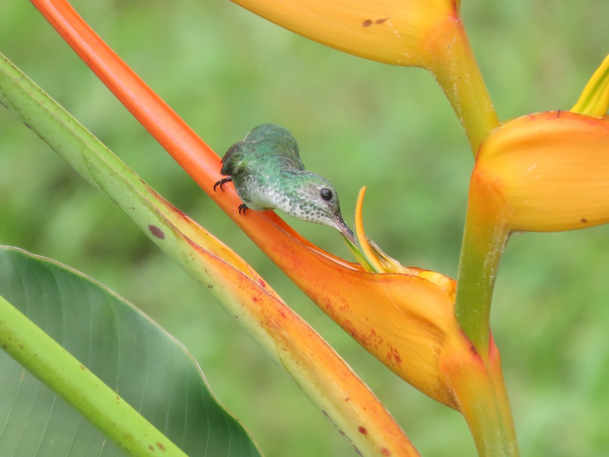 Mangrove Hummingbird - ML642833170