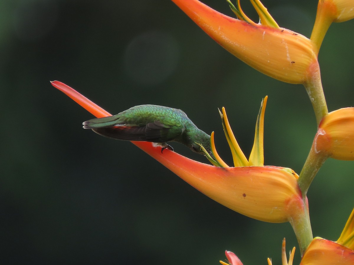 Mangrove Hummingbird - ML642833171
