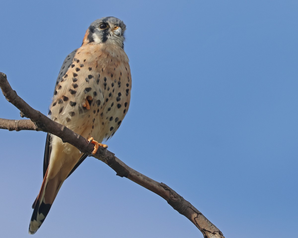 American Kestrel - ML642833172