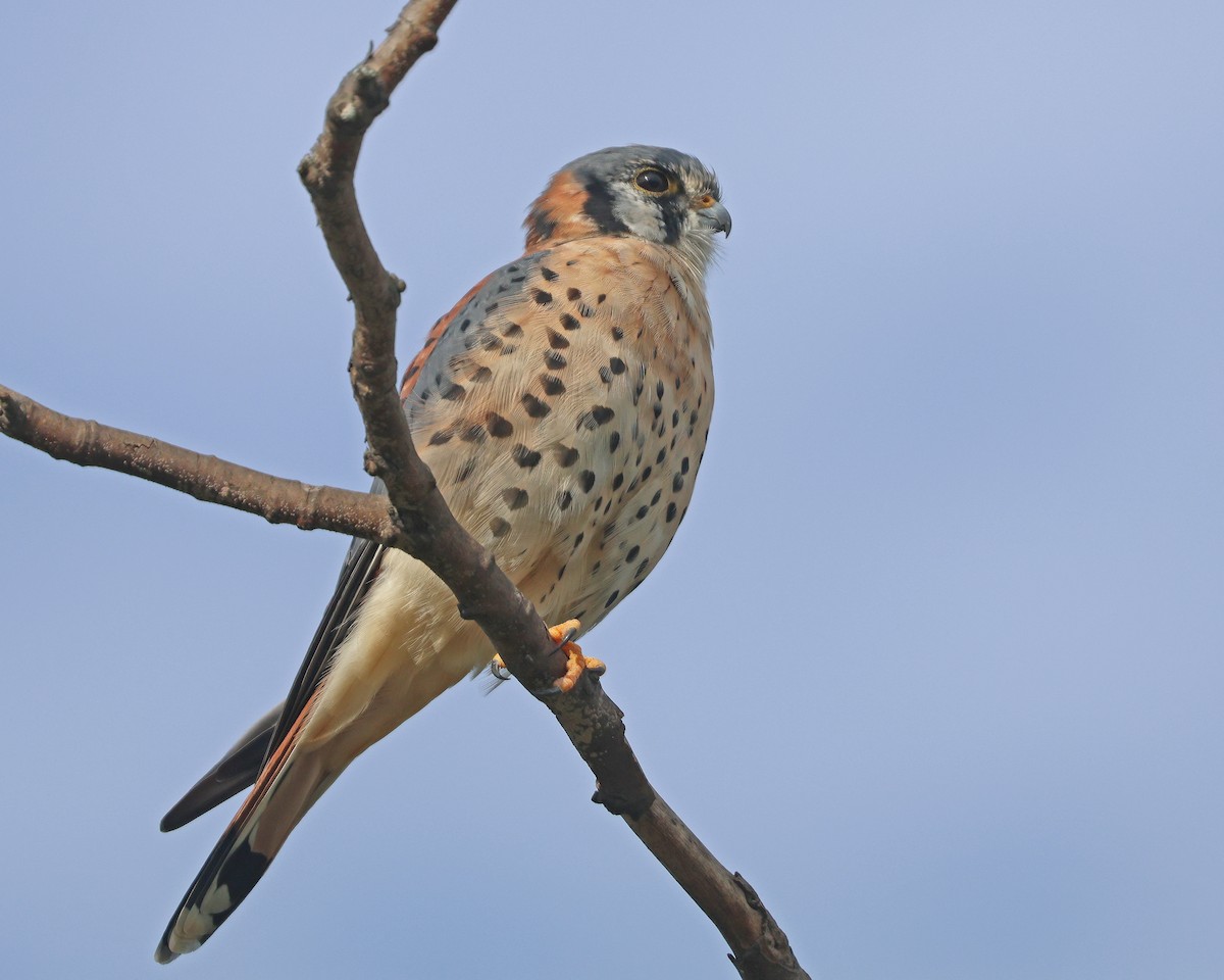 American Kestrel - ML642833179