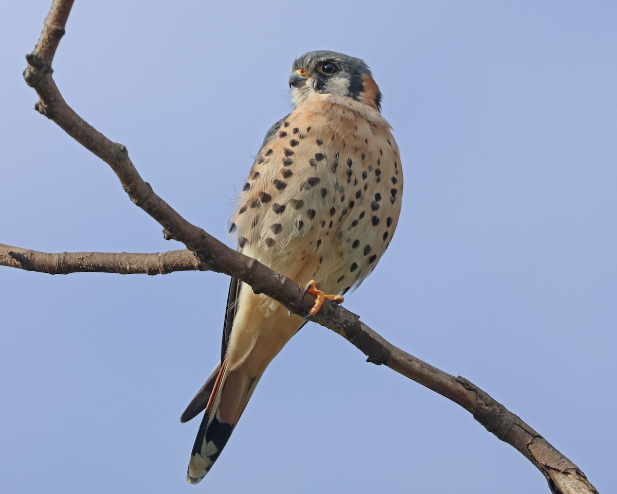American Kestrel - ML642833180