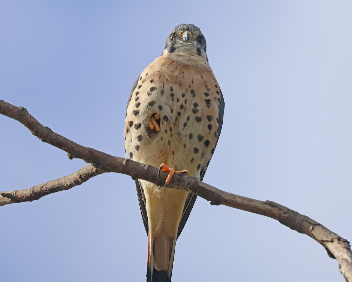 American Kestrel - ML642833181