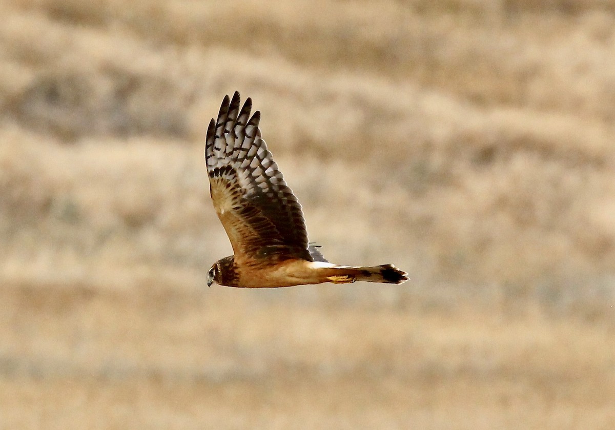 Northern Harrier - ML642833183