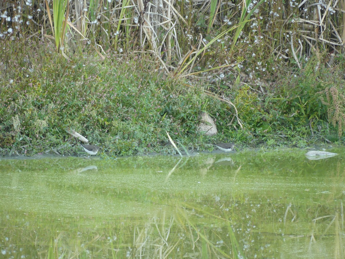 eremittsnipe - ML642833184