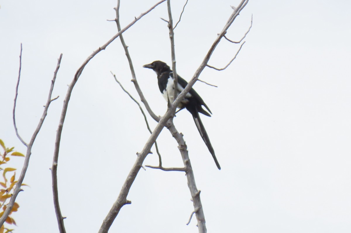Black-billed Magpie - ML642833187