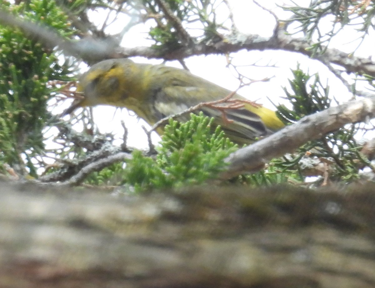 Cape May Warbler - ML642833199