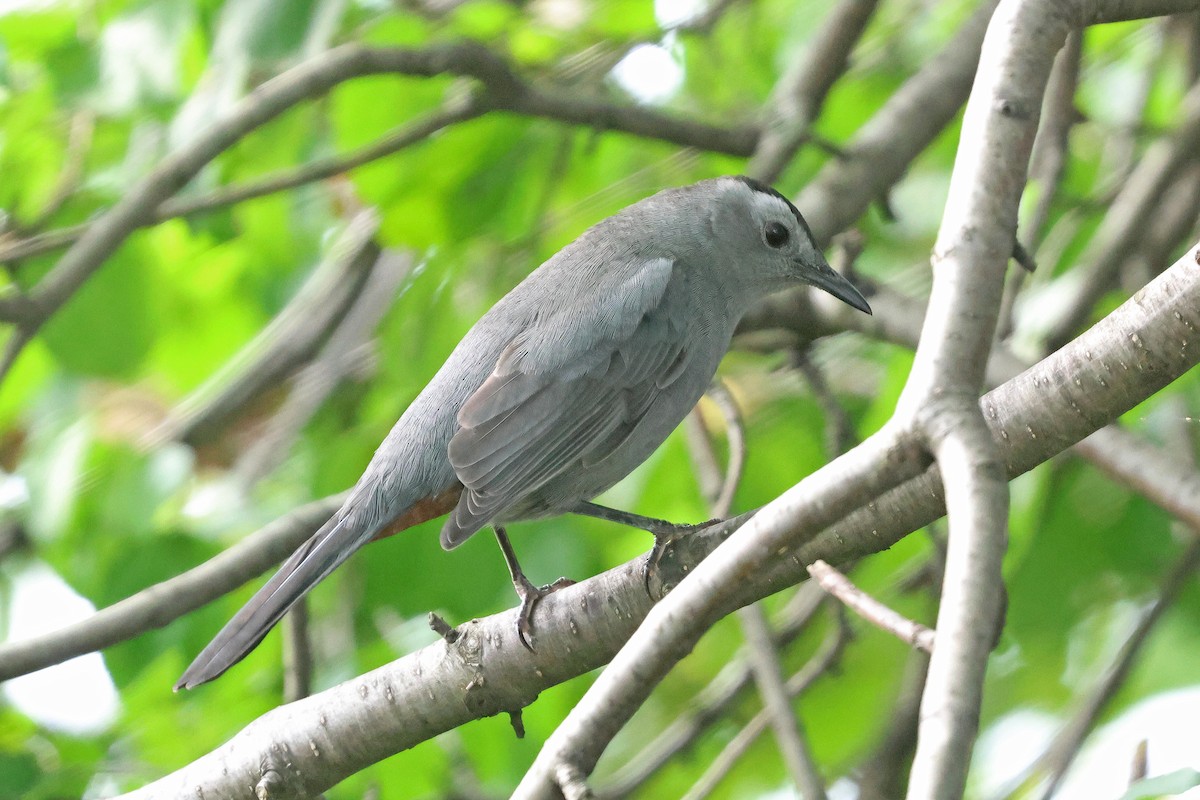 Katzenspottdrossel - ML642833206