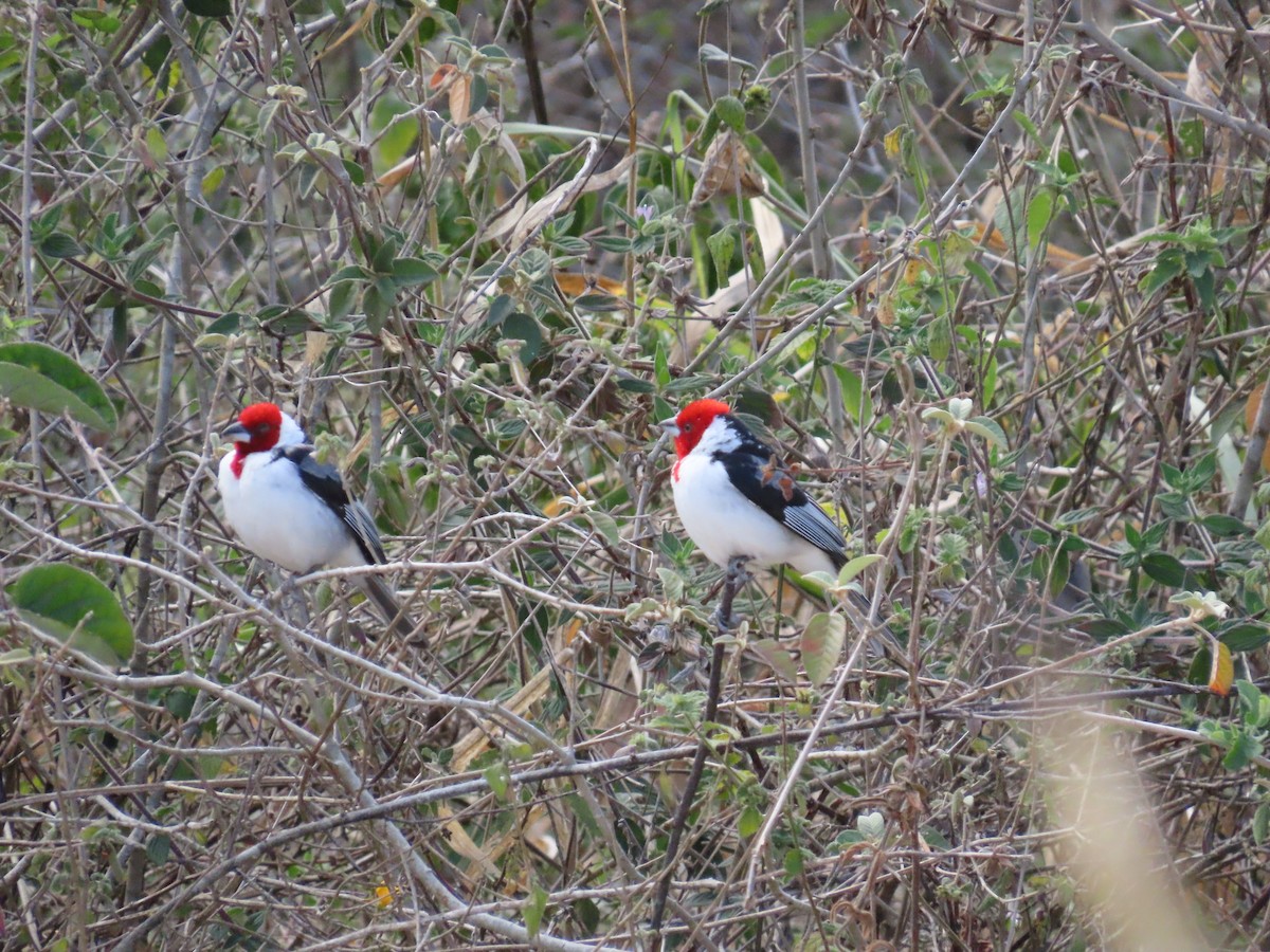 Red-cowled Cardinal - ML642833207