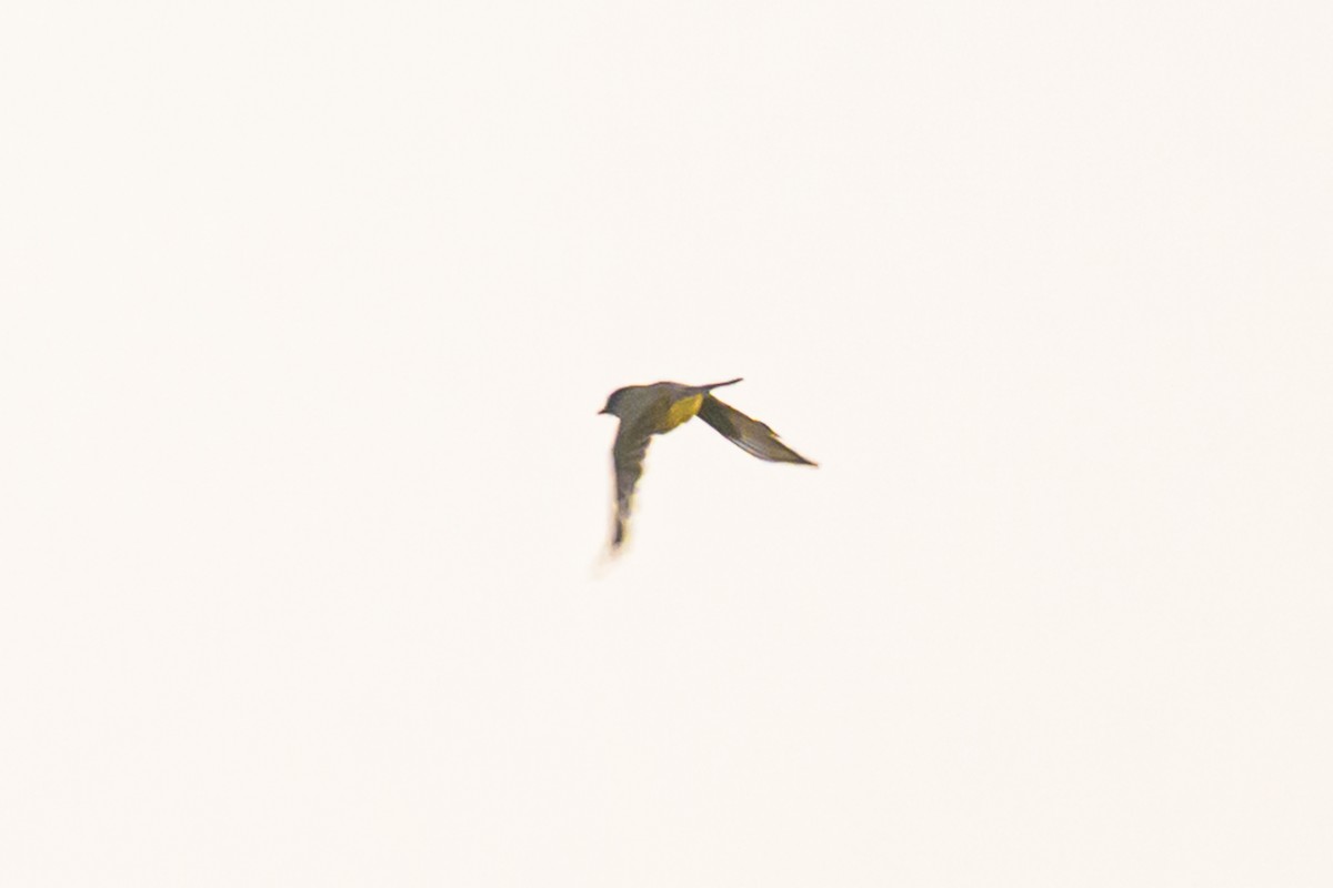 Western Kingbird - ML642833236