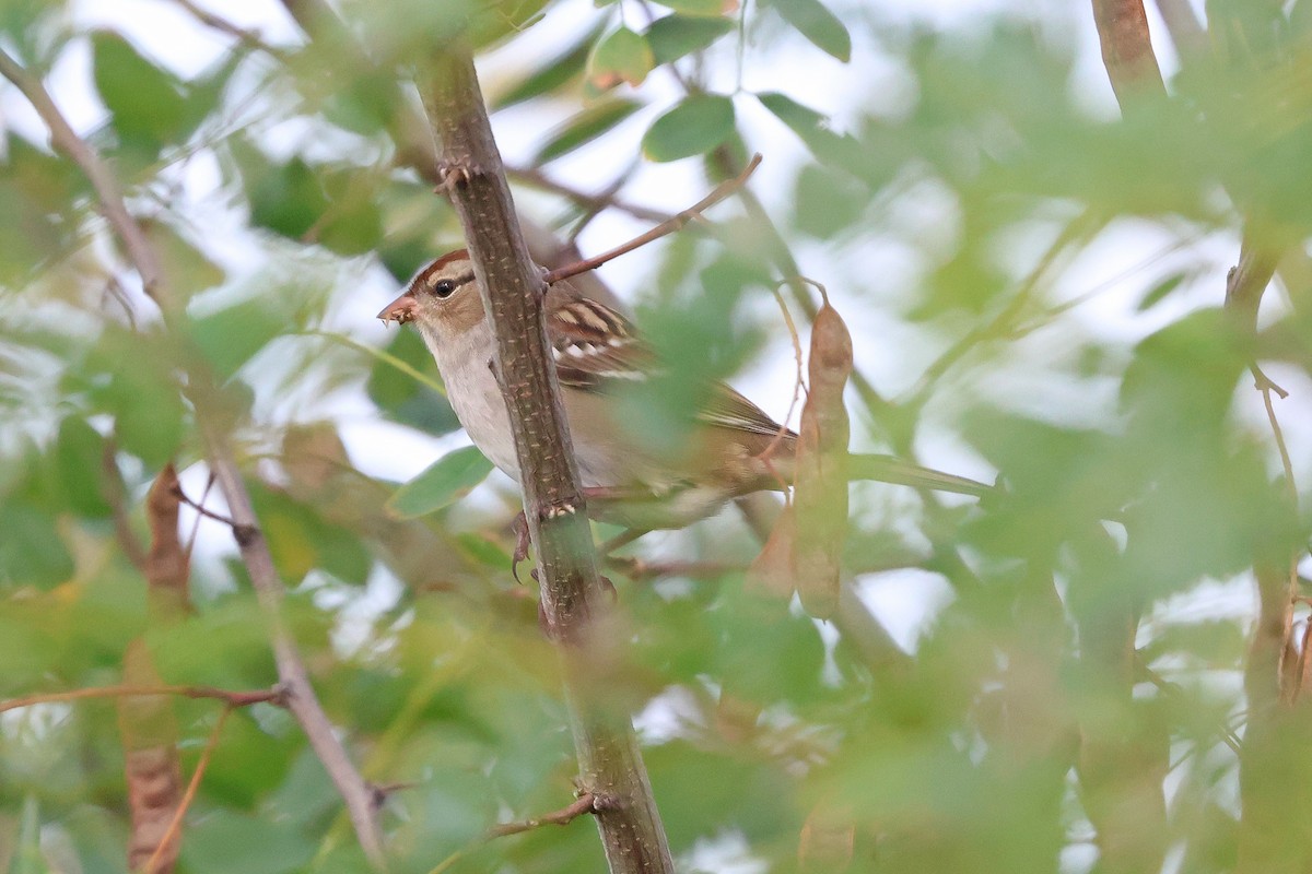 White-crowned Sparrow - ML642833237