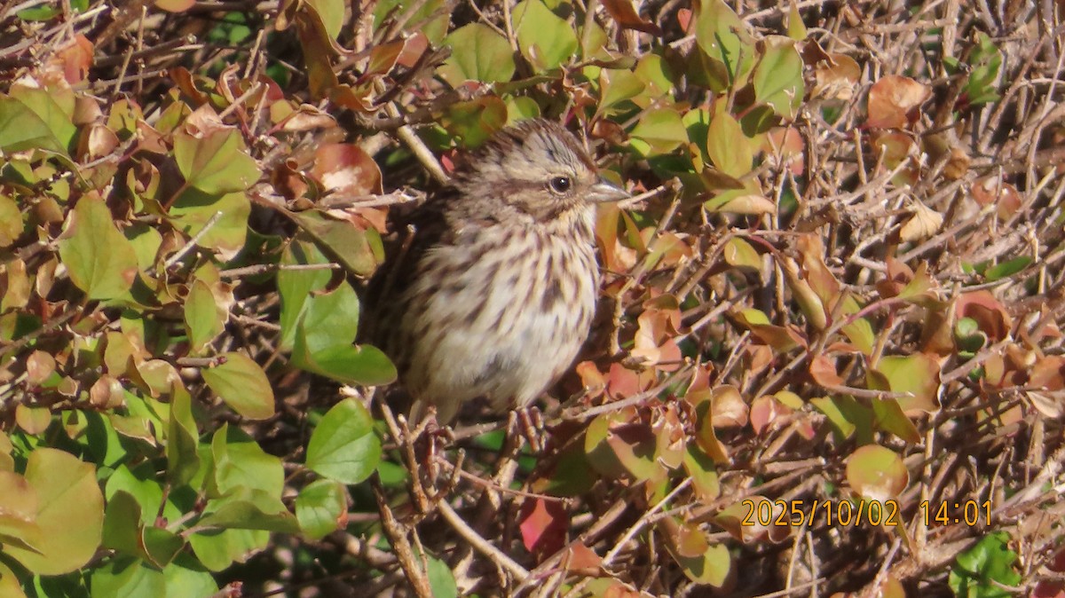 Song Sparrow - ML642833241