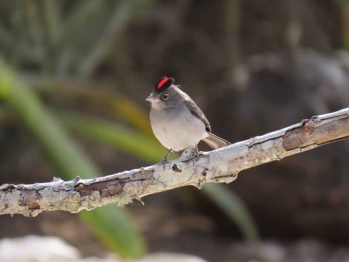 Pileated Finch - ML642833243