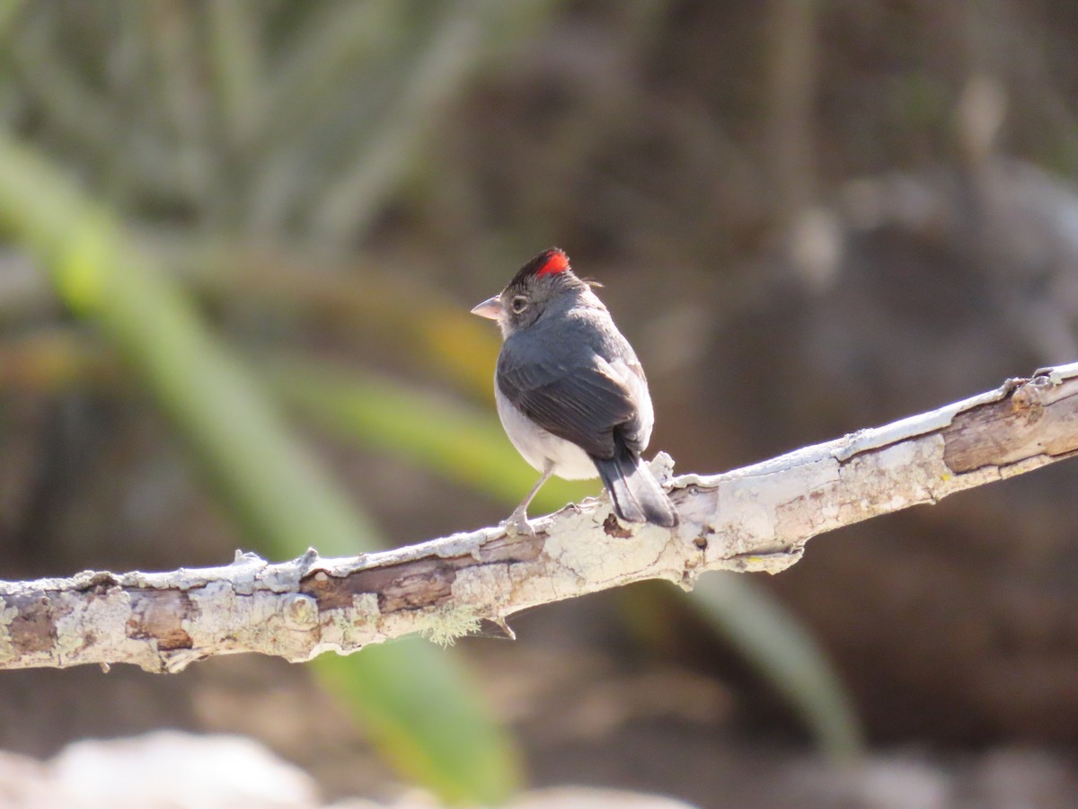 Pileated Finch - ML642833244