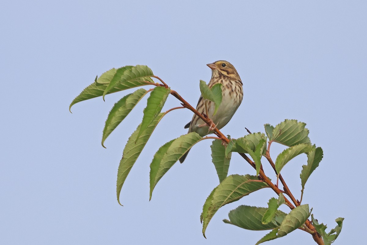 Savannah Sparrow (Savannah) - ML642833247