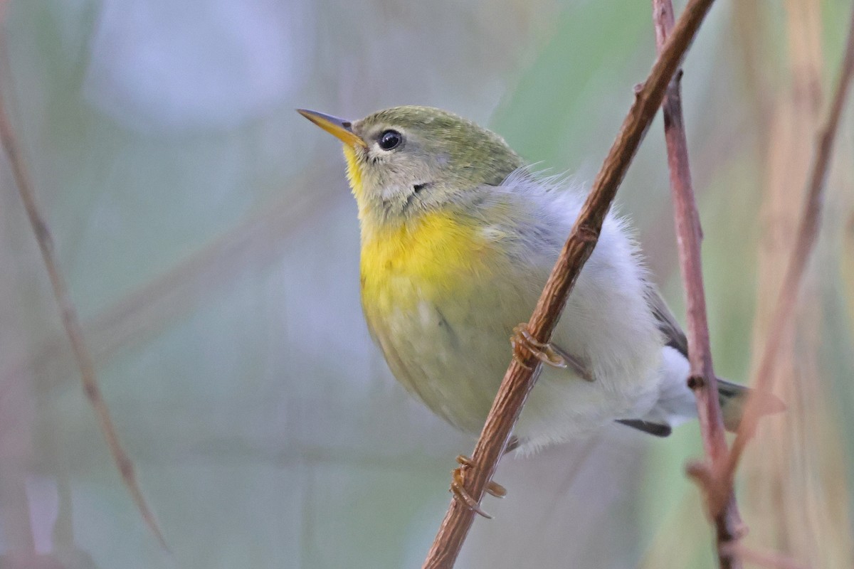 Northern Parula - ML642833272