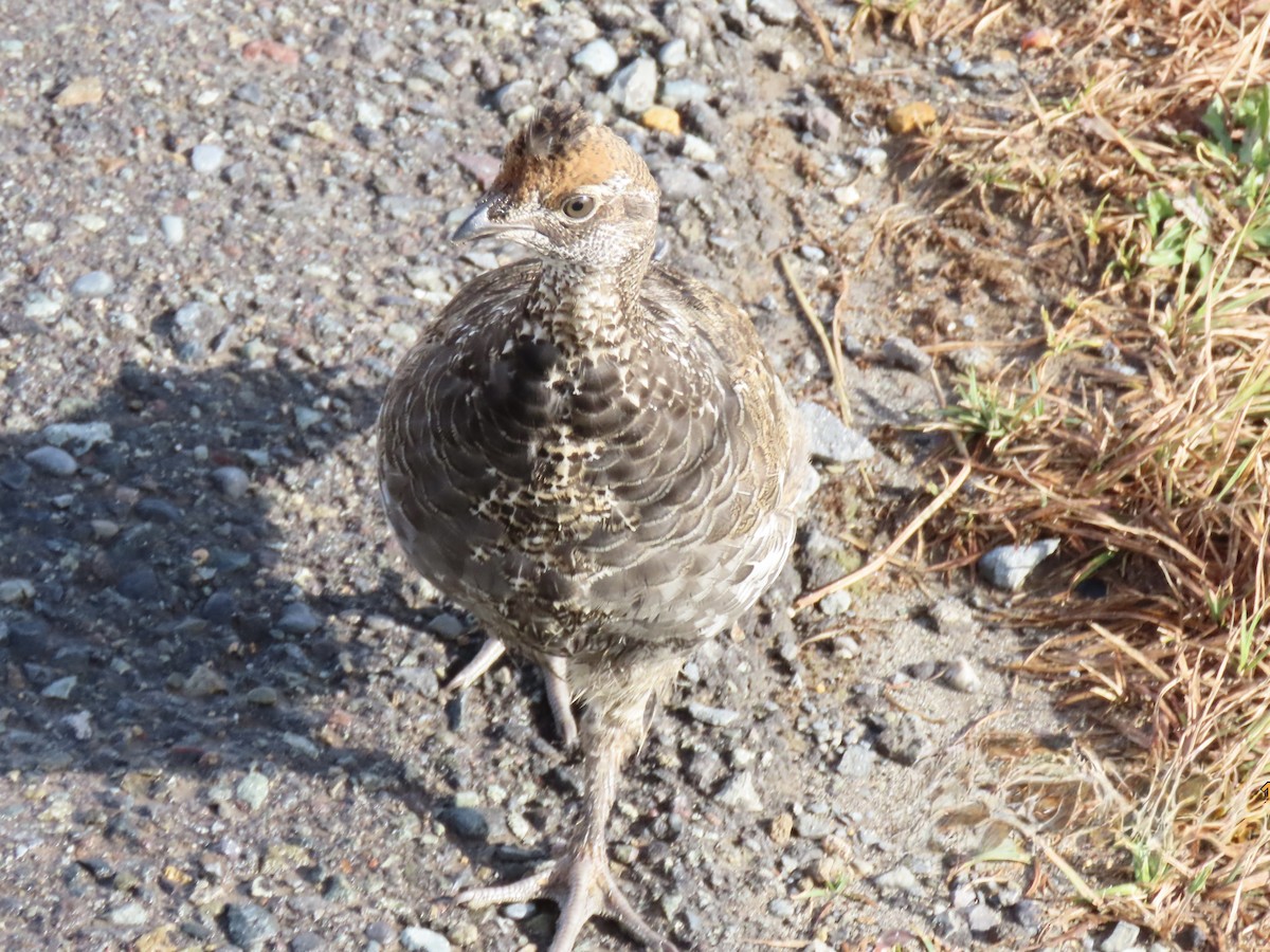 Sooty Grouse - ML642833281