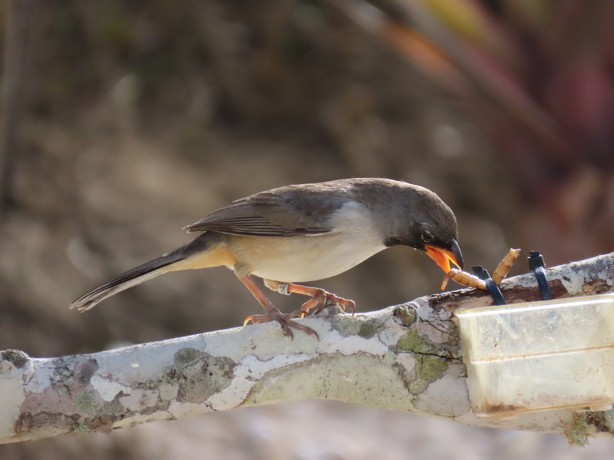 Black-throated Saltator - ML642833282