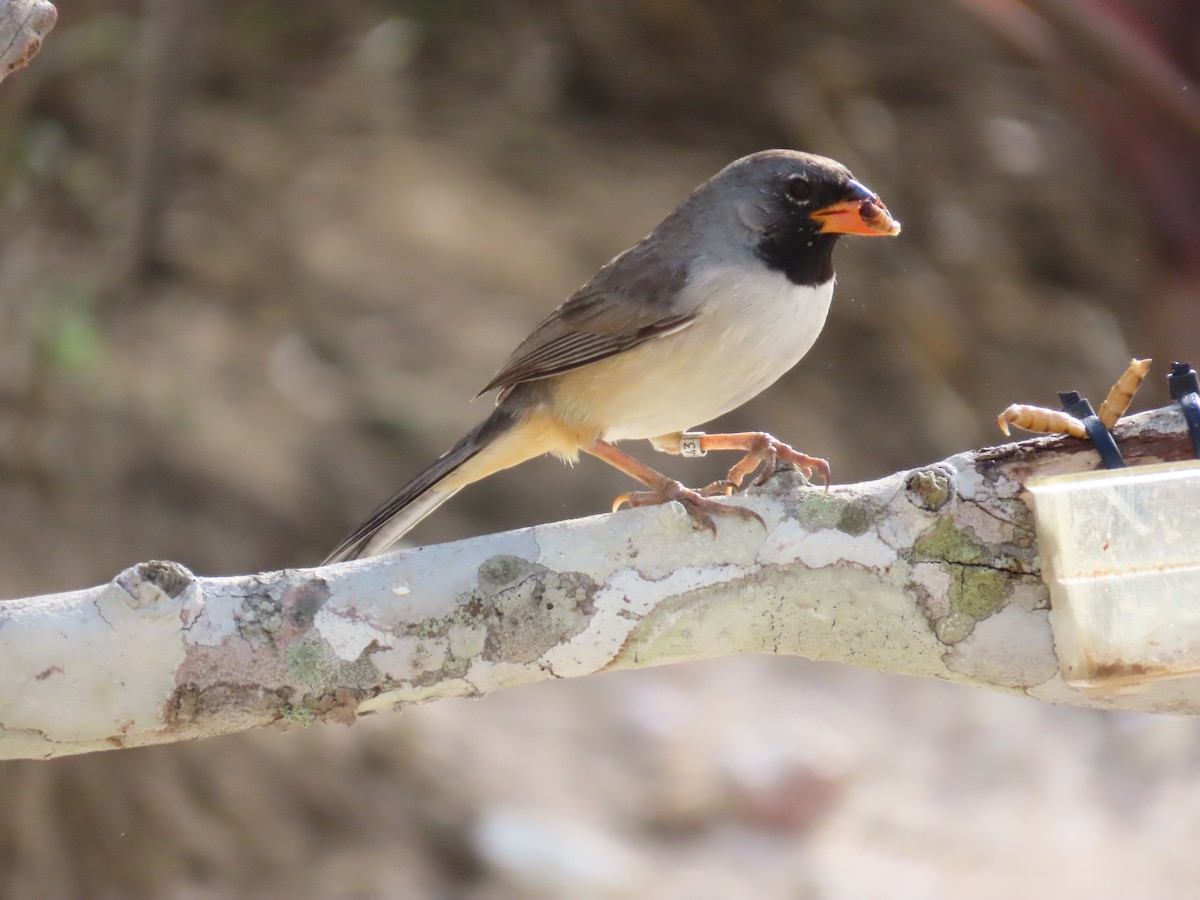 Black-throated Saltator - ML642833283