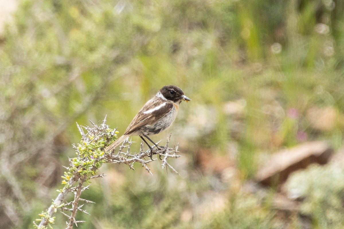 bramborníček kanárský - ML642833286