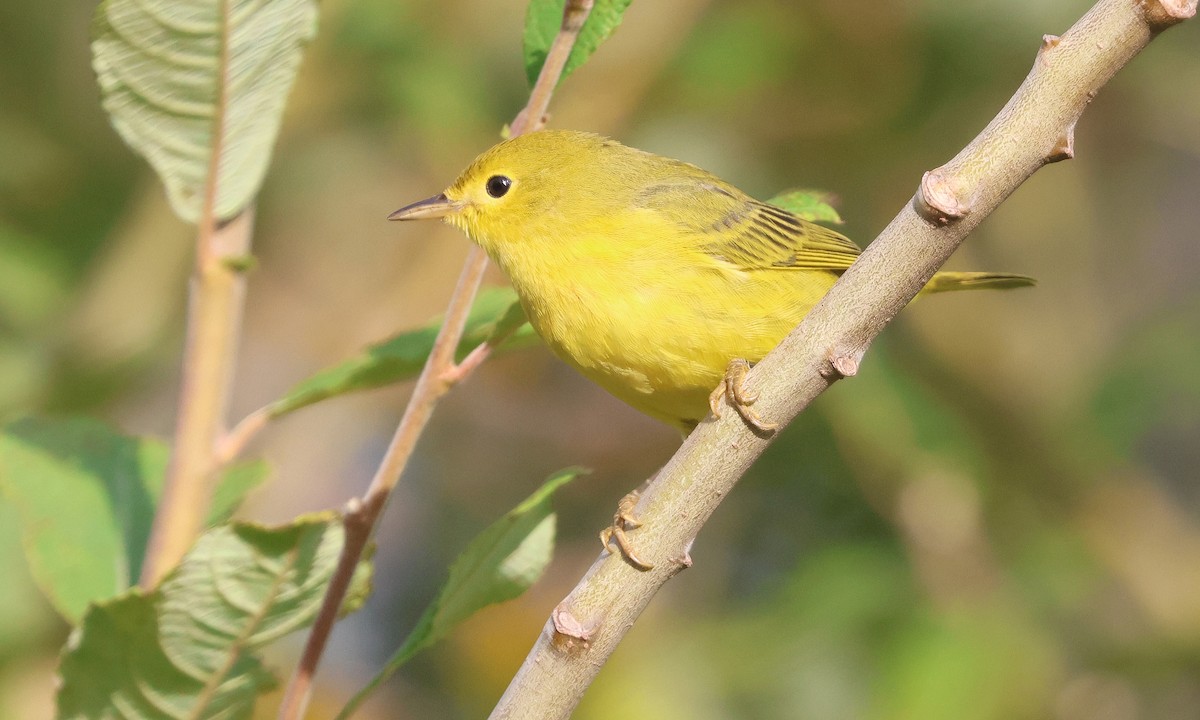 Yellow Warbler (Northern) - ML642833291
