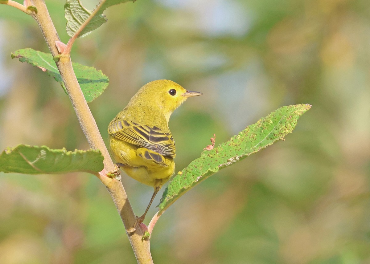 Yellow Warbler (Northern) - ML642833292