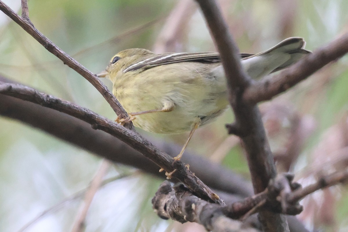 Blackpoll Warbler - ML642833307