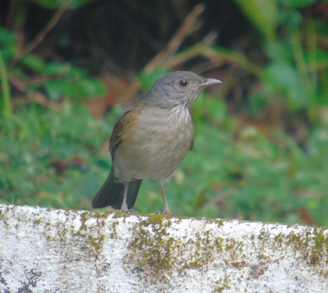 Pale-breasted Thrush - ML642833311