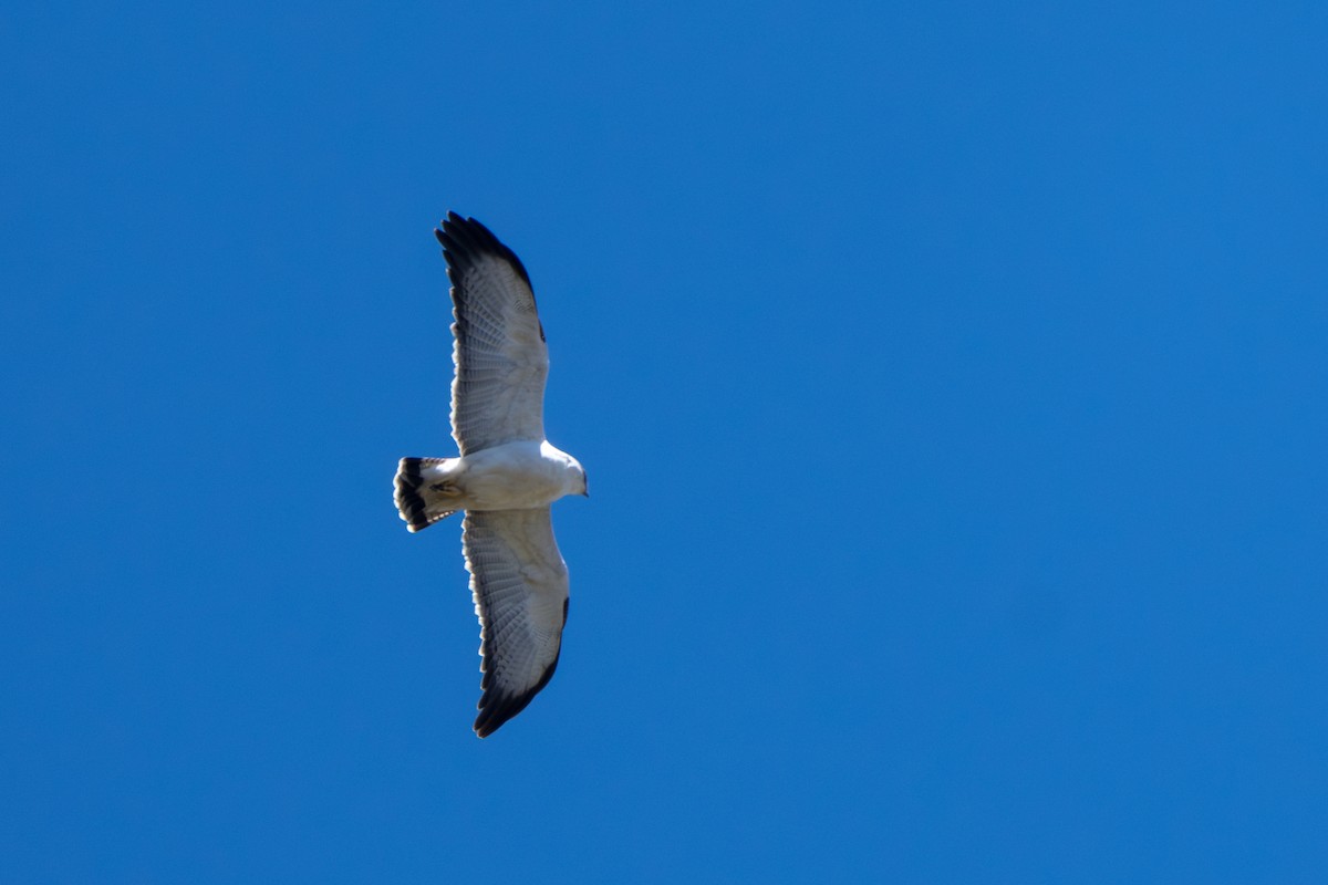 Variable Hawk - ML642833330