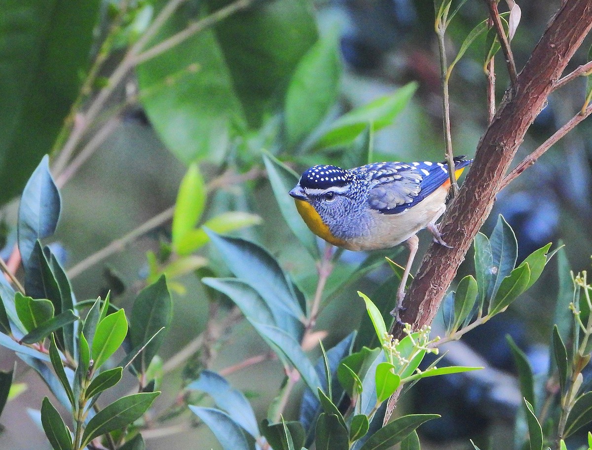 Spotted Pardalote - ML642833331