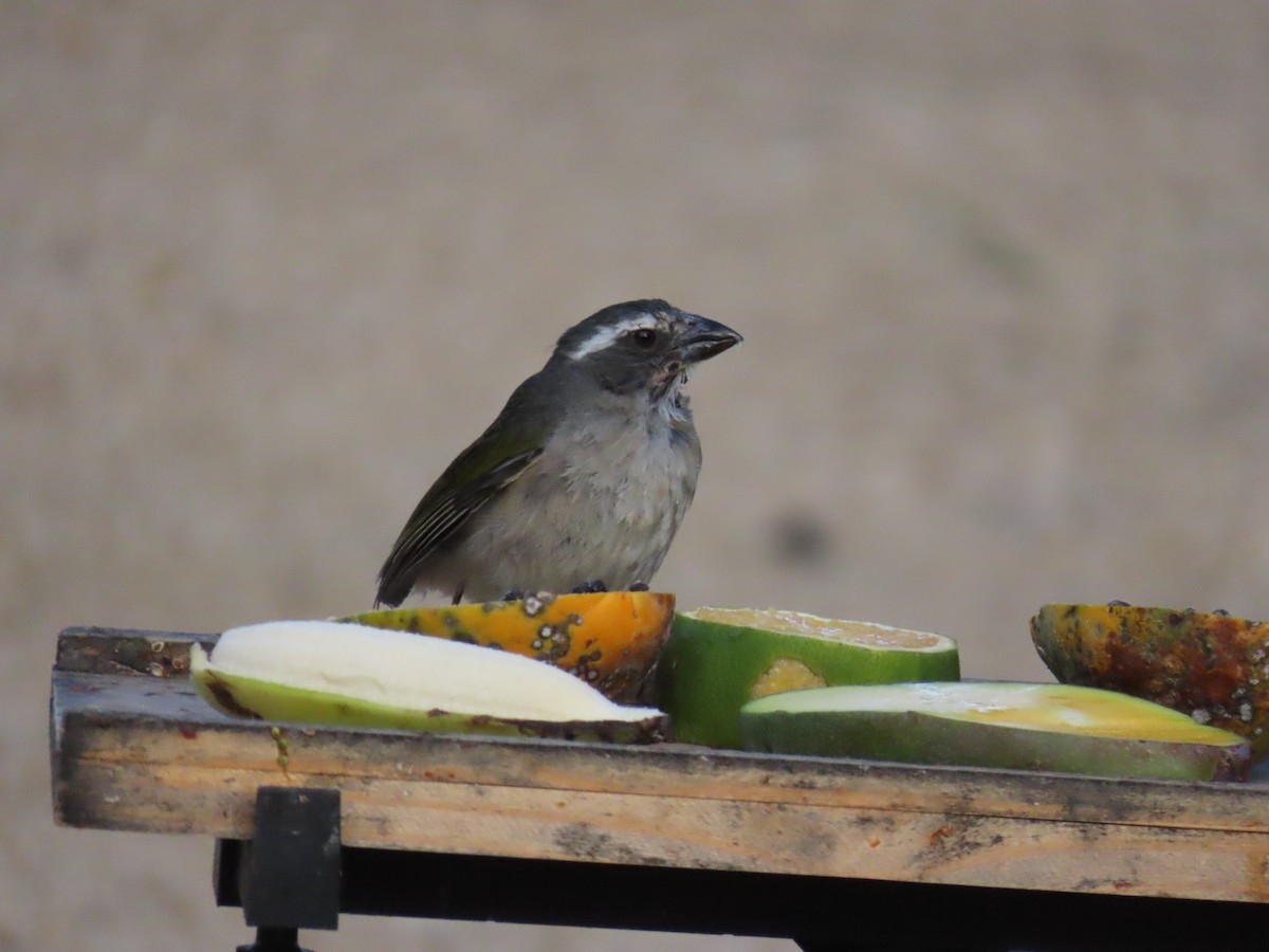 Green-winged Saltator - ML642833336