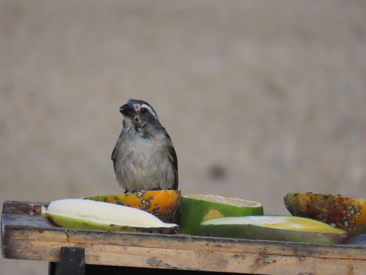 Green-winged Saltator - ML642833338