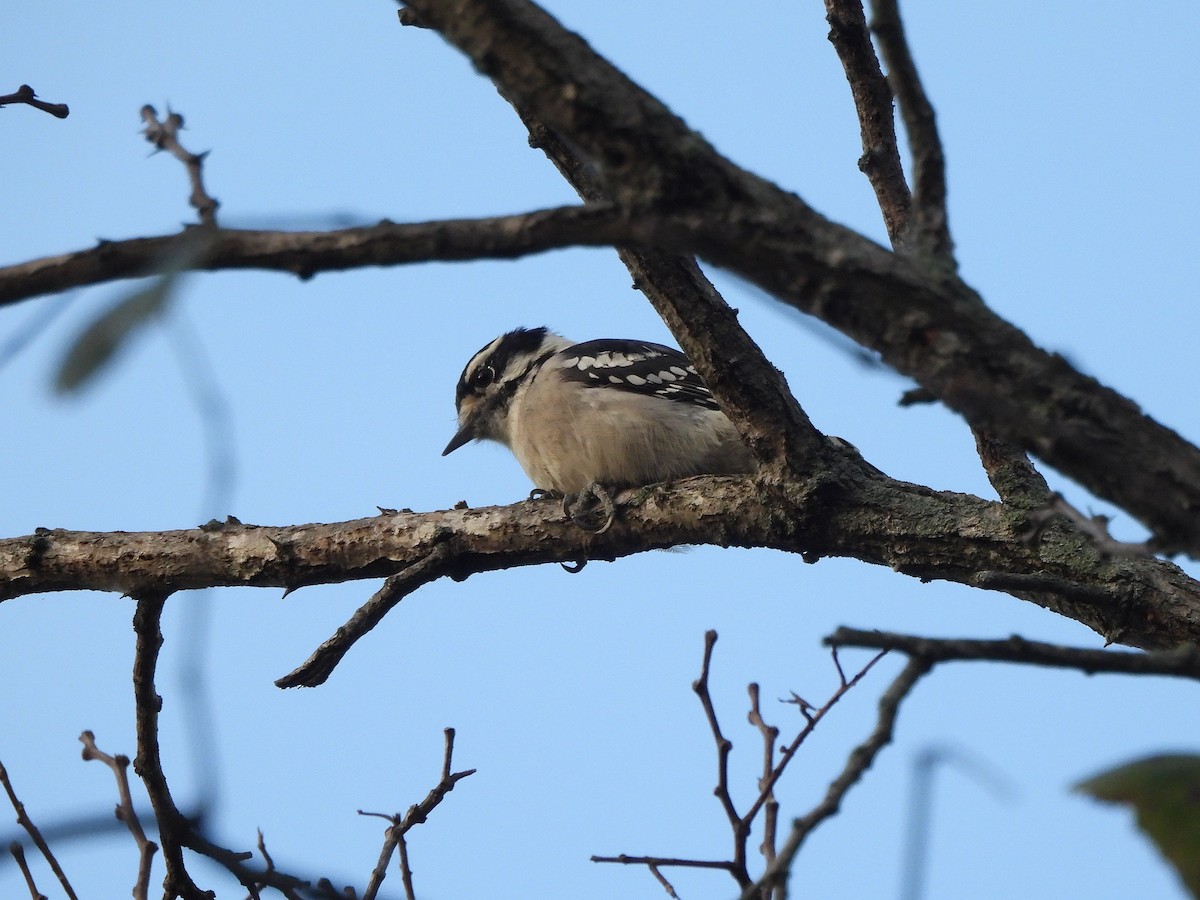 Downy Woodpecker - ML642833339