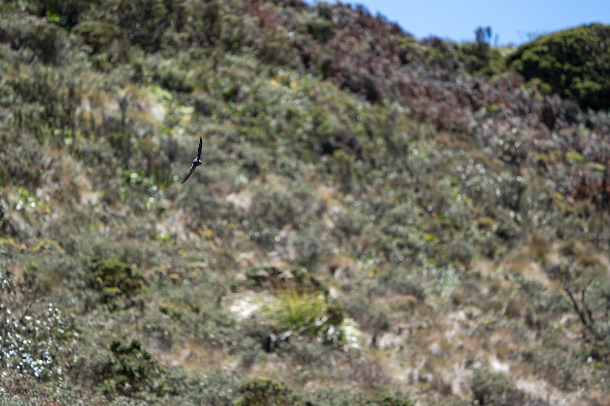 Brown-bellied Swallow - ML642833340